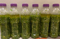 Green shatta|شطه خضرا بلدية